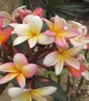 frangipani